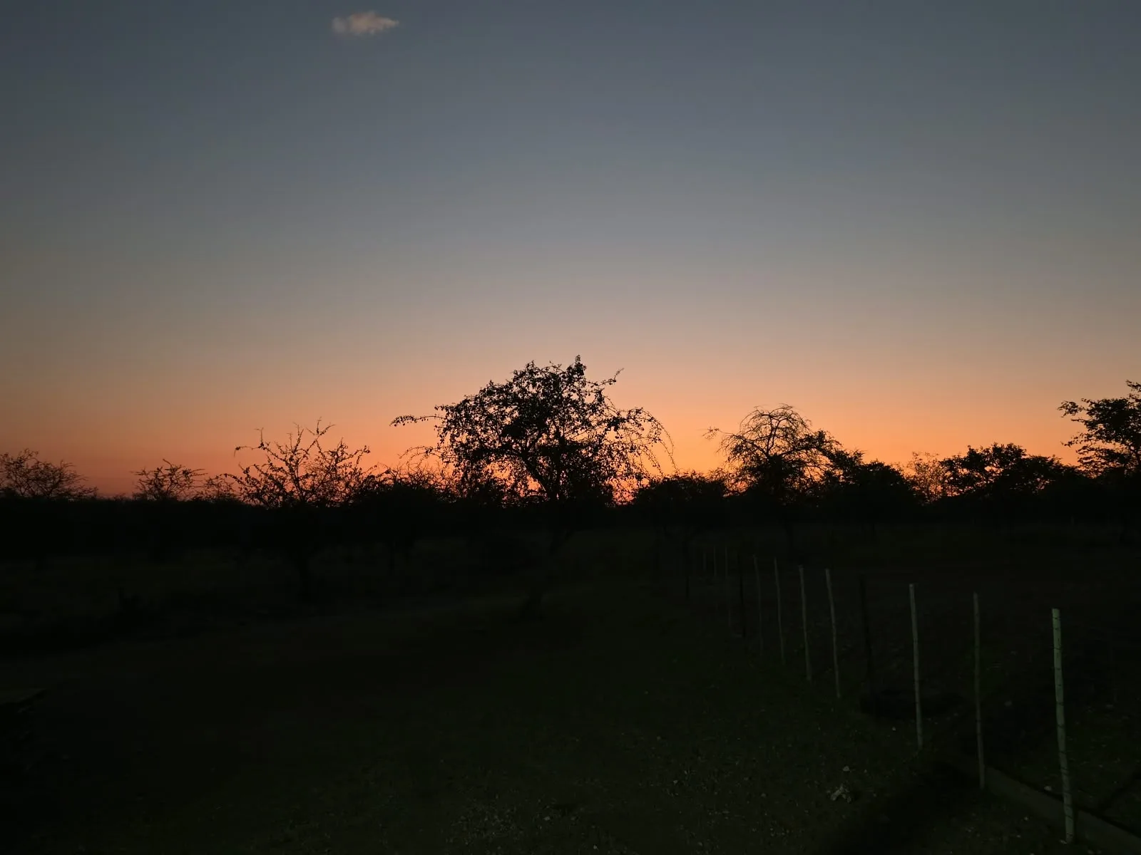 Orange evening sky above silhouetted bushveld trees