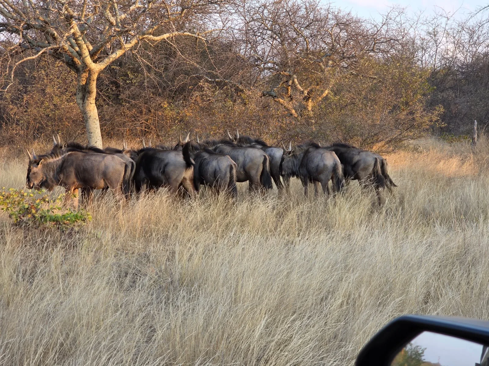 A herd of wildebeest gathered in dry grass beneath trees
