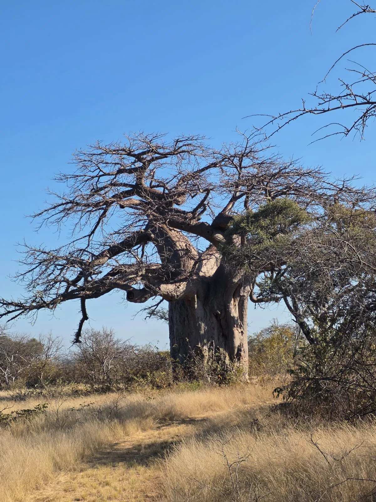 A large baobab tree with spreading branches against a blue sky