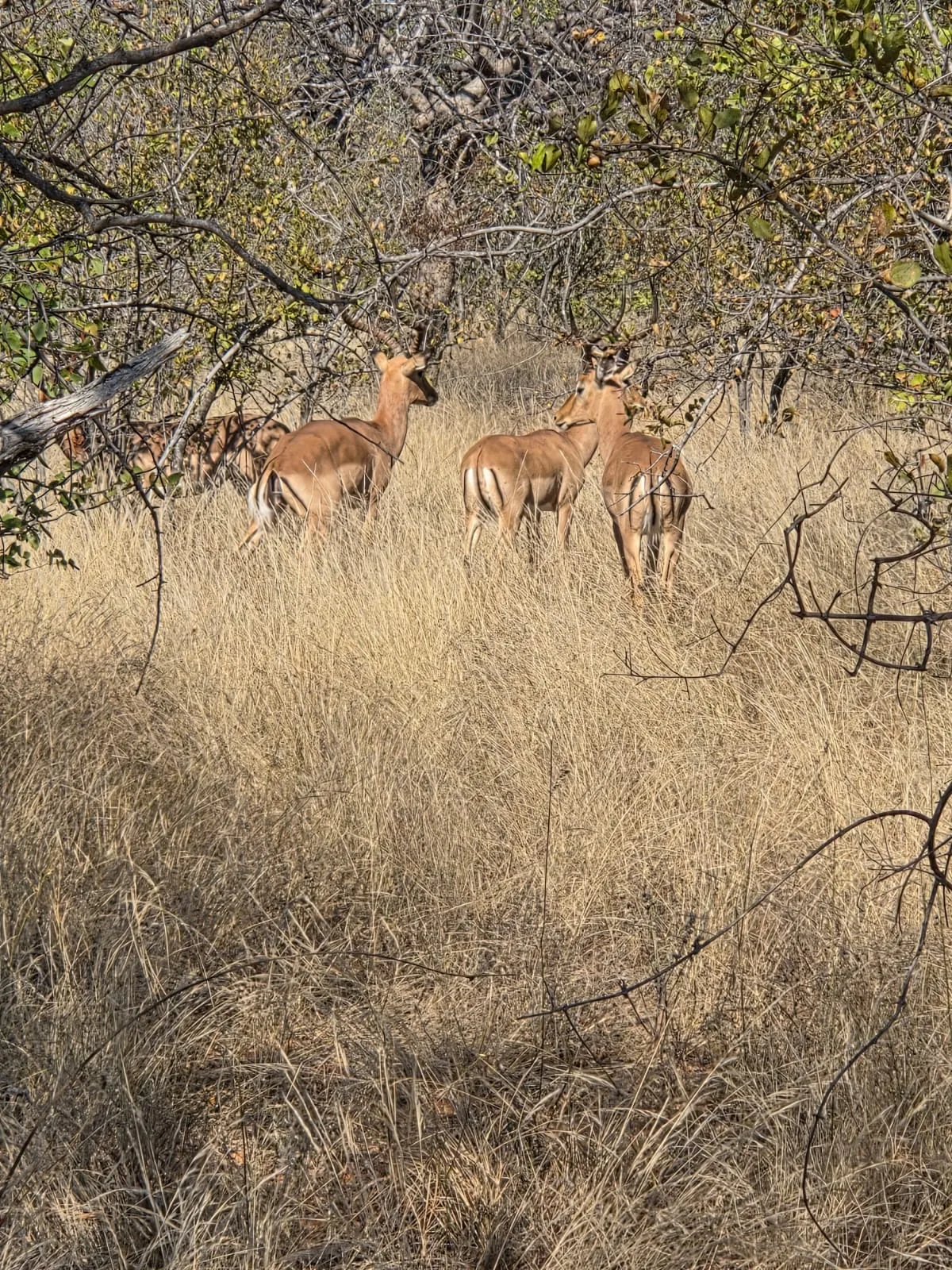 Antelope standing among tall golden grass and bushveld trees
