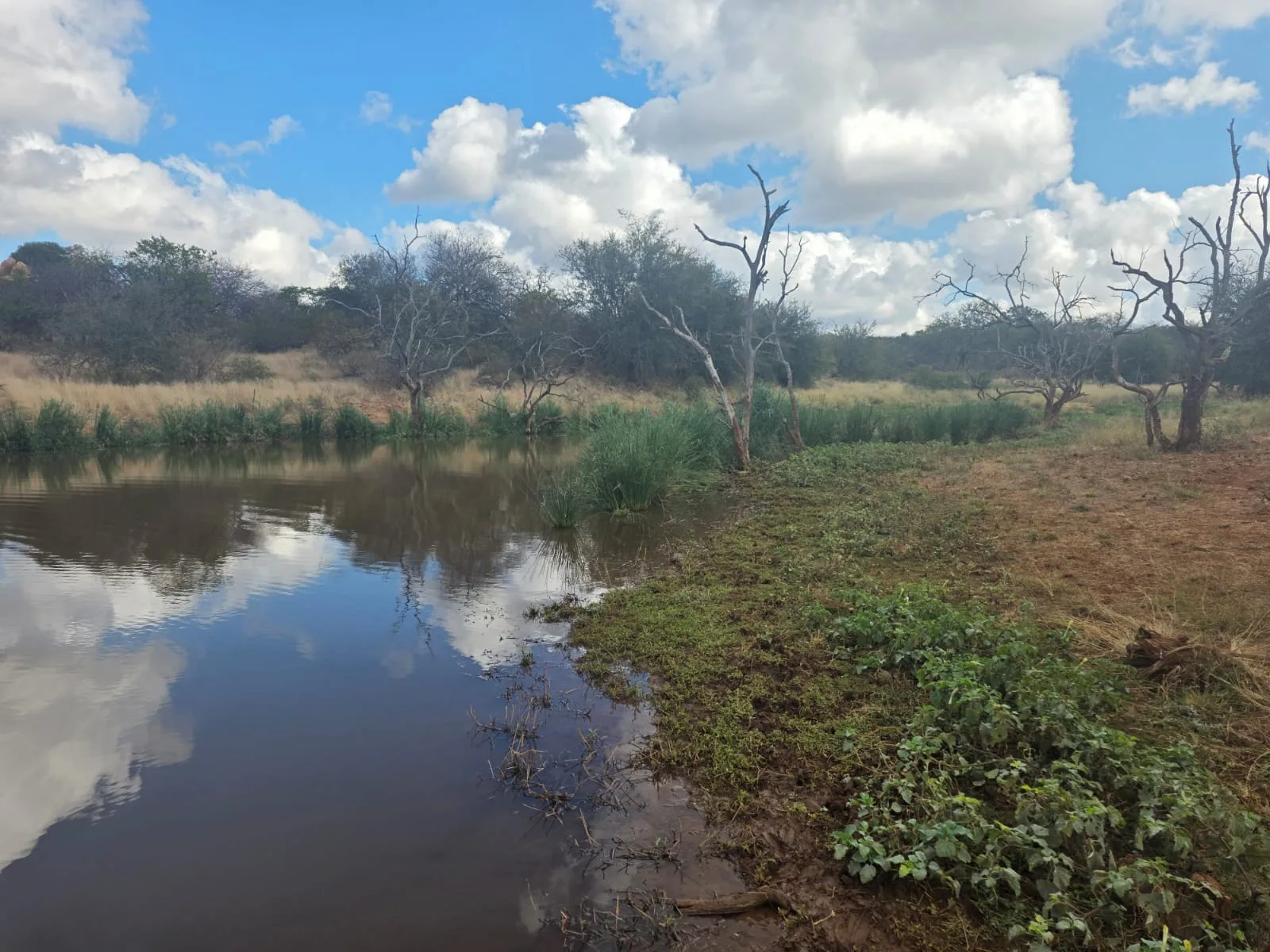Clouds and surrounding trees reflected in a quiet bushveld waterhole