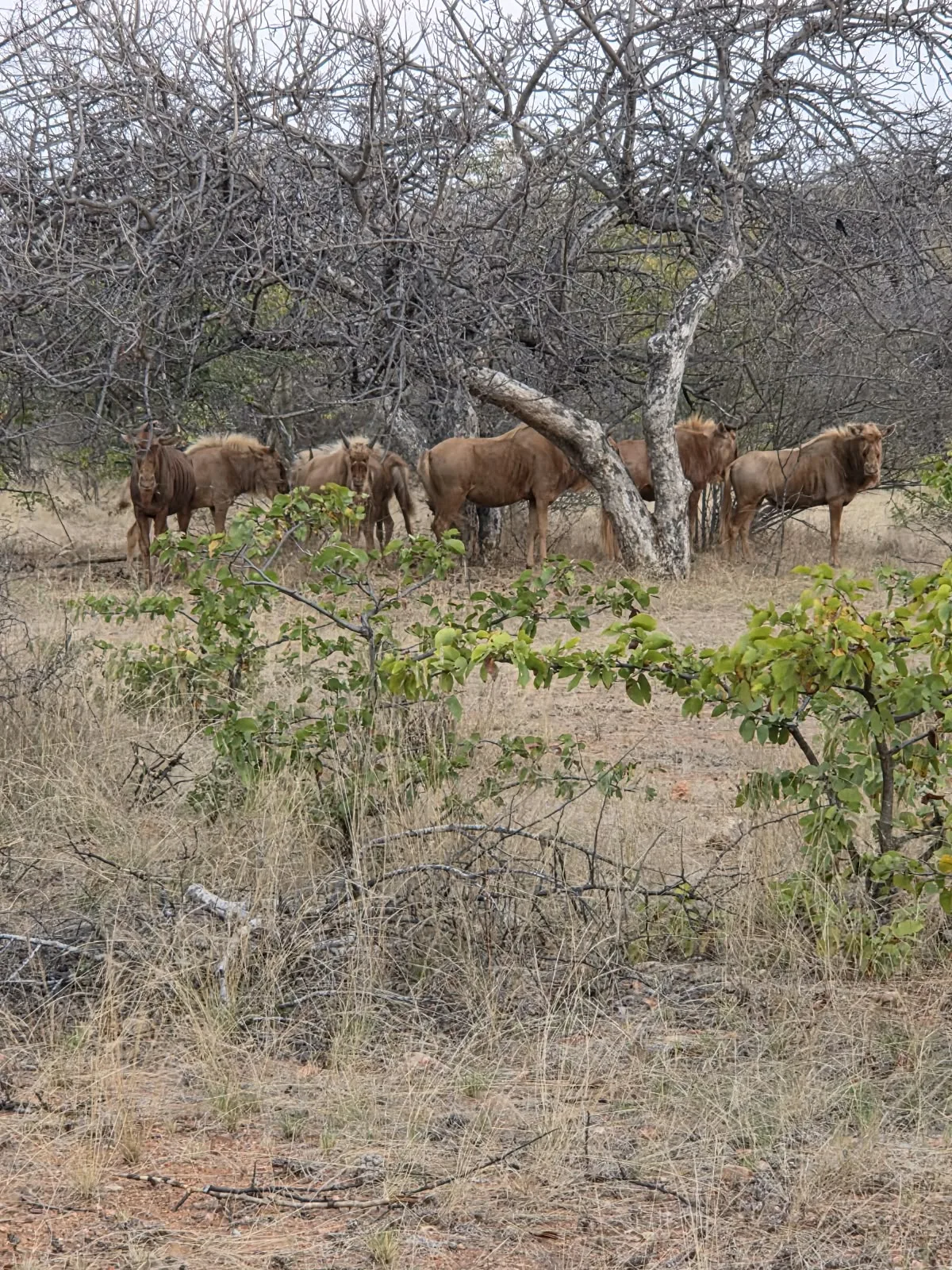 A group of antelope browsing among trees and low green vegetation