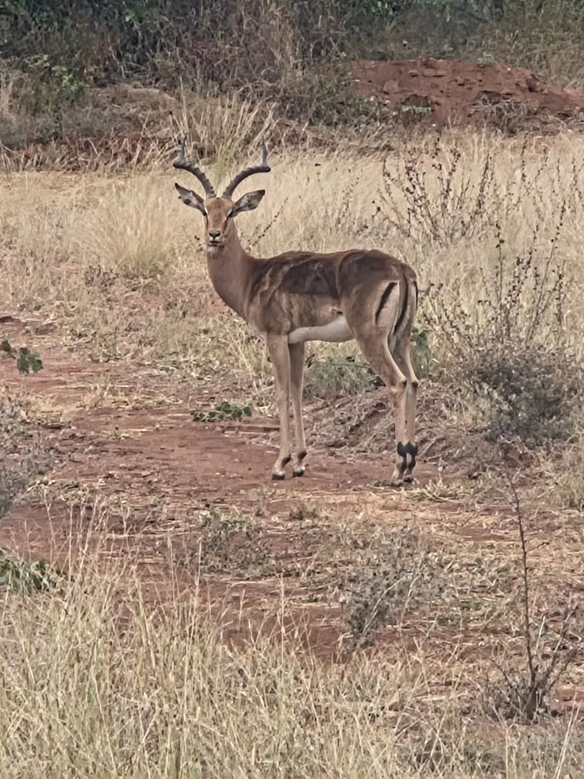 An antelope looking towards the camera in dry grass