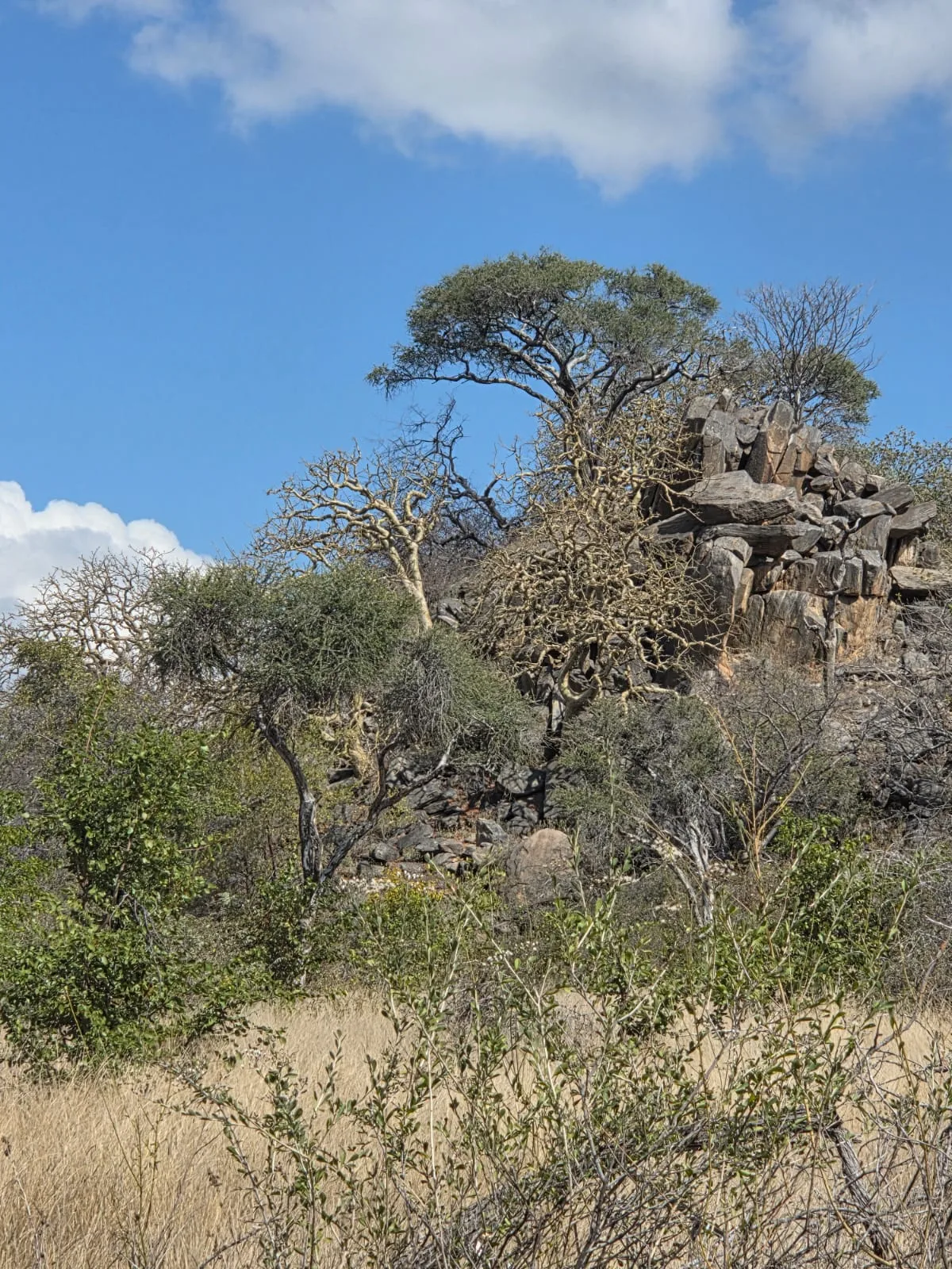 Rocky outcrop with bushveld trees beneath blue sky and white clouds
