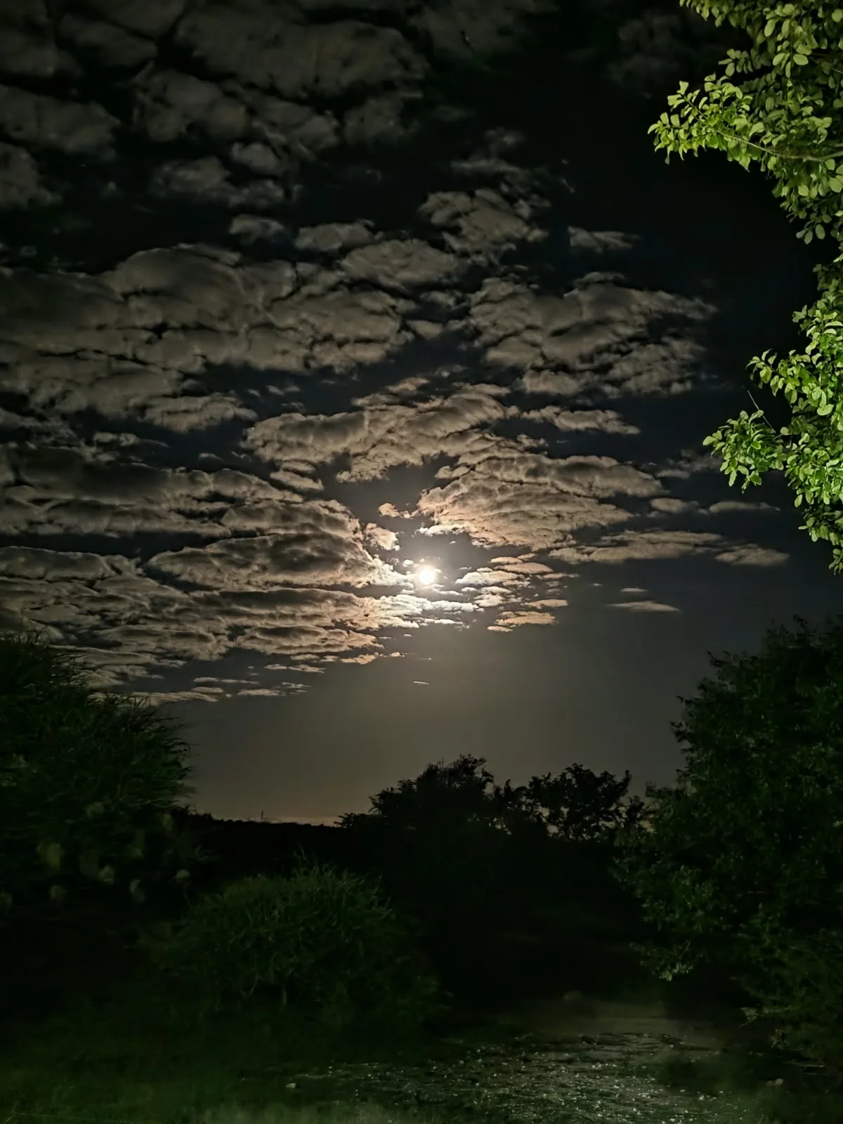 Bright moon shining through clouds above the dark silhouettes of trees