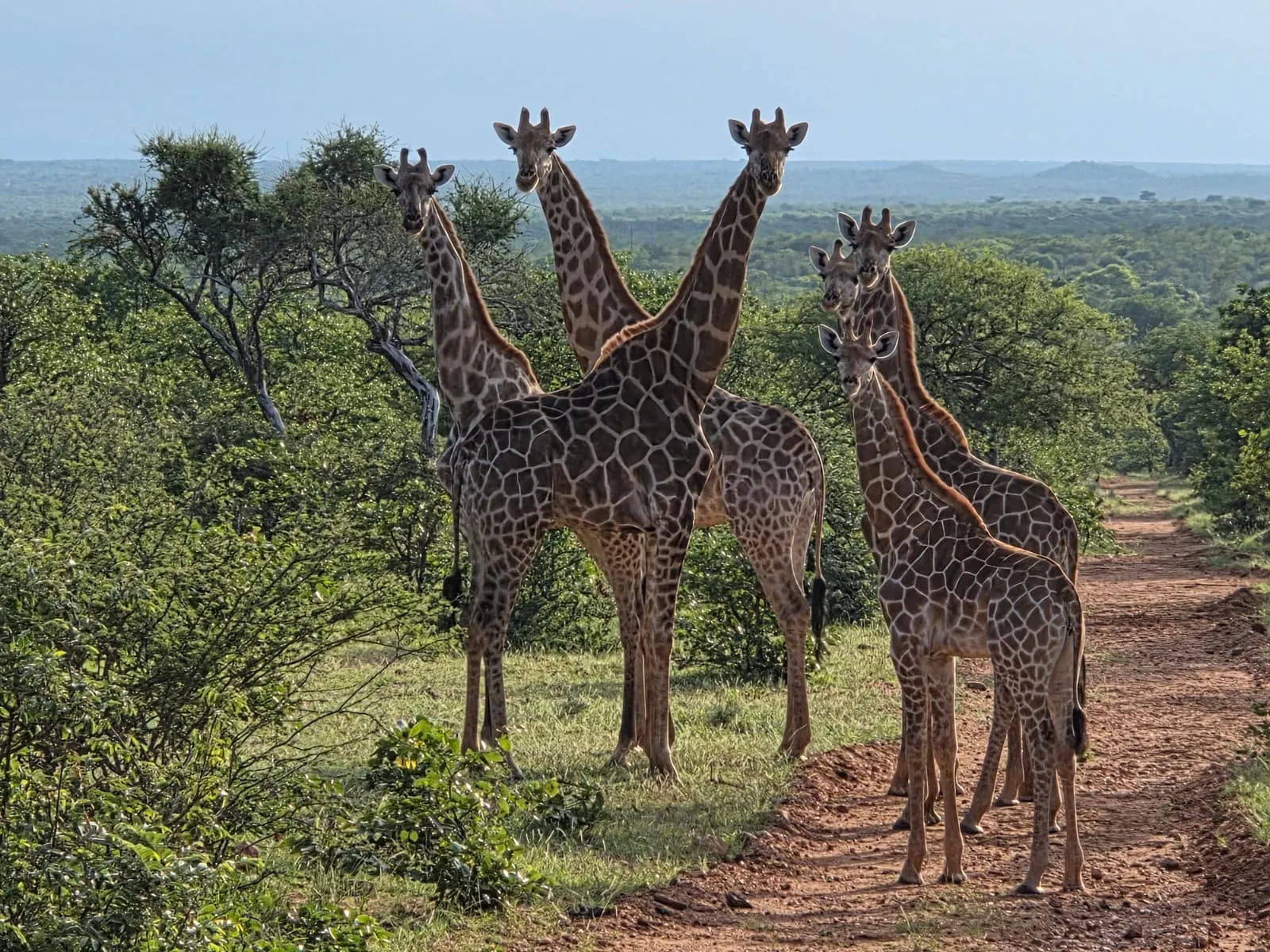 Several giraffes standing together on a bushveld track
