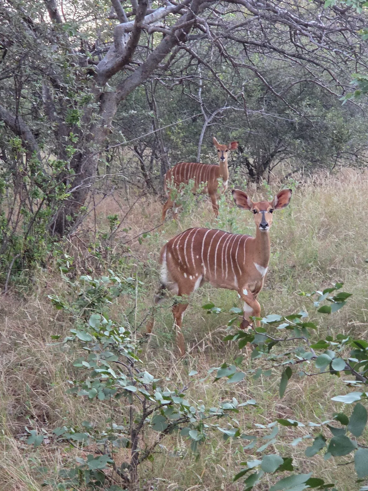 Striped antelope sheltered among leafy bushveld trees